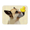 Buscar pato casa hogar Perro