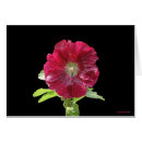 Buscar hollyhock fotografía Jardín