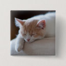 Buscar gatito chapas Gato