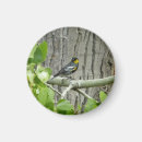 Buscar audubon imanes Fotografía