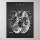 Buscar estudiante de medicina posters Médicos