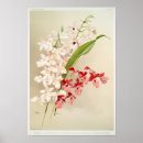 Buscar orquídeas exóticas posters Plantas