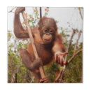 Buscar orangutan azulejos Primates