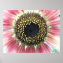 Buscar girasol bonito posters Rosa