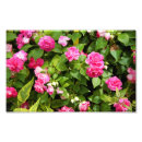 Buscar rosa doble posters Flor