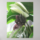 Buscar plantas posters Tropical
