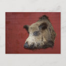 Buscar wild boar postales Cazador