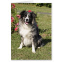 Buscar border collie postales Amantes del perro