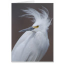 Buscar thula Thula del egretta