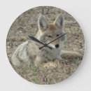 Buscar coyotes Canis latrans