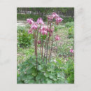 Buscar columbine postales Colorido
