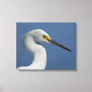Buscar gran egret Tropical