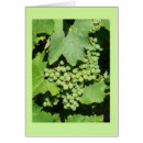Buscar viticultura 5 º parranda