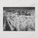 Buscar adán jones Montepulciano