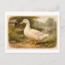 Buscar pato postales Antiguo