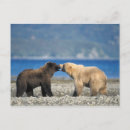 Buscar oso grizzly postales Carnívoro