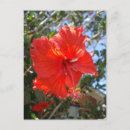 Buscar carmesí postales Flor