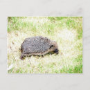 Buscar erizos postales General y unisex