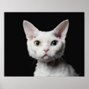 Buscar impar fotografía Gatos
