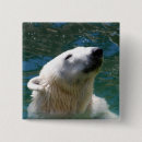 Buscar oso polar en peligro chapas Fauna