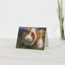 Buscar cavy tarjetas Cavies