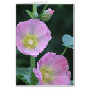 Buscar hollyhock Flor