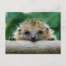 Buscar erizos postales Animal
