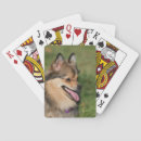 Buscar headshot barajas de cartas Perro de pomerania enano