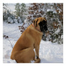 Buscar mastin posters General y unisex