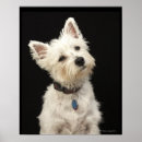 Buscar westie arte Animales
