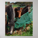 Buscar caballo posters Al aire libre