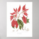 Buscar poinsettia posters Vintage