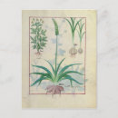Buscar herbal postales 15th