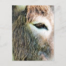 Buscar equino postales Animal de granja