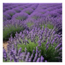 Buscar lavender flowers arte Purple