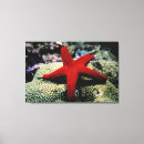Buscar estrella de mar lienzos Arena