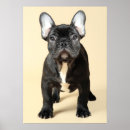 Buscar french bulldog arte Domestic animals