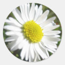 Buscar aster pegatinas Margarita