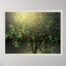 Buscar arce japonés posters Naturaleza