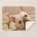 Buscar pet mantas French bulldog