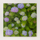 Buscar hydrangeas fotografía Hidrangea