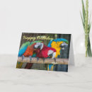 Buscar loros tarjetas Lindo