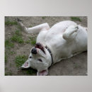 Buscar argentina arte Perro