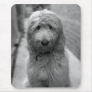 Buscar goldendoodle alfombrillas de raton Lindo