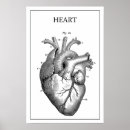 Buscar corazón anatómico posters Médico