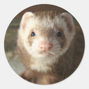 Buscar ferret pegatinas Amantes de los hurones