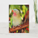 Buscar paracaídas tarjetas Verde