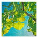 Buscar ginkgo fotografía Hojas