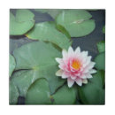 Buscar lirios de charca Flor