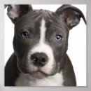 Buscar pit posters Apbt